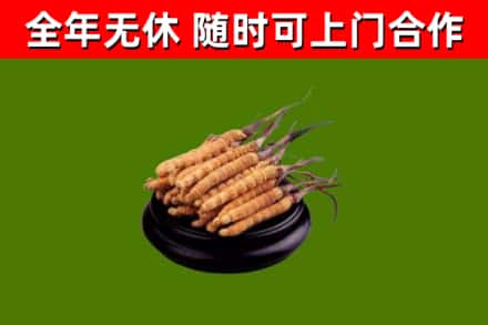 荔浦市回收散虫草