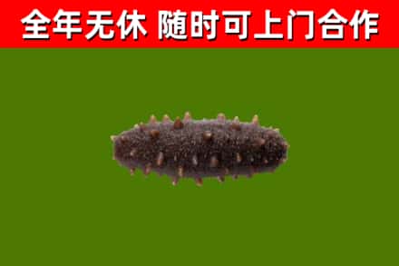 荔浦市回收海参干